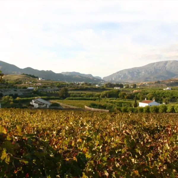 Vineyard in Malaga