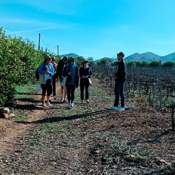 Wine tour in Malaga