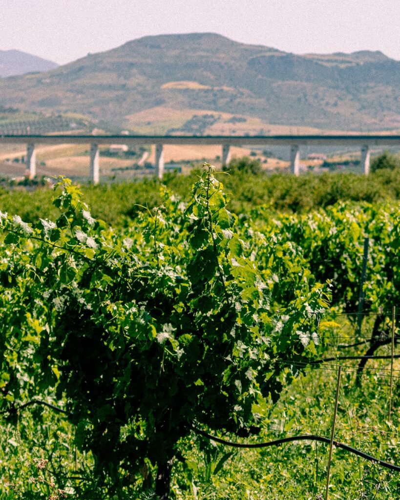 Vineyard in Álora from local Cellar with Mountains and Train Tracks - Wine Tasting Experience