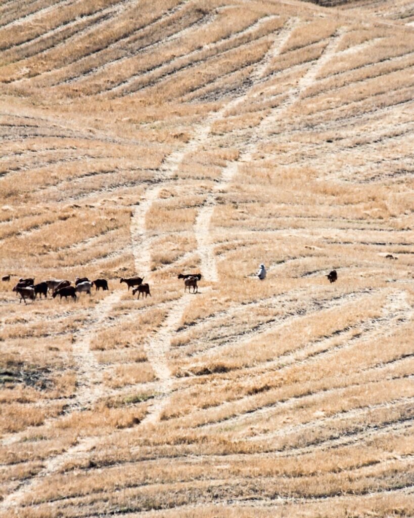 Countryside near Álora with Goats and Shepherd - Authentic Rural Experience