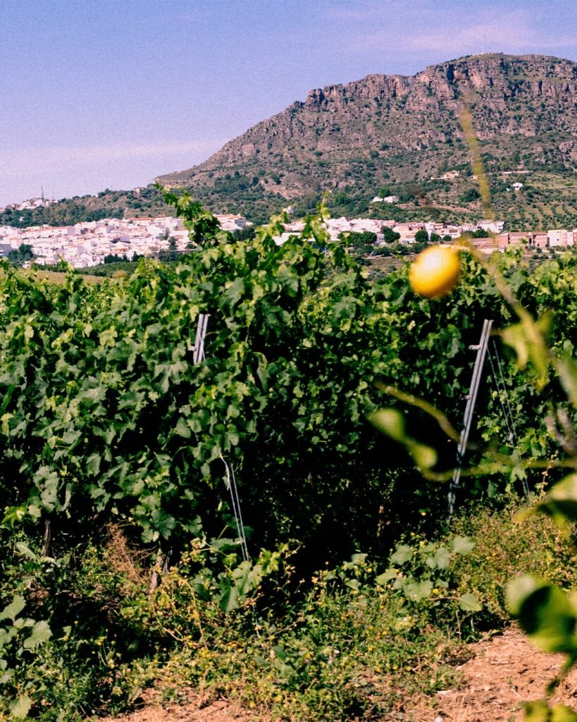 Scenic view of Alora vineyard with the Hacho Mountain in the background - Malaga Tourist Guide