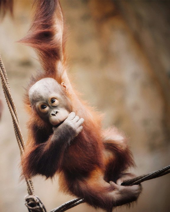 Monkey in Bioparc Fuengirola