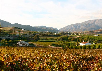 Scenic vineyard in Málaga