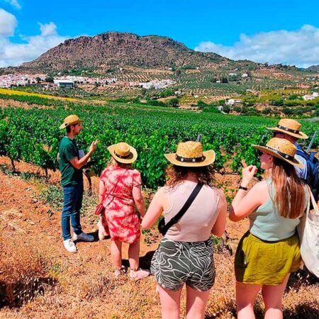 Best Malaga Wine Tour 2025 - Vineyard, Winery & Tasting