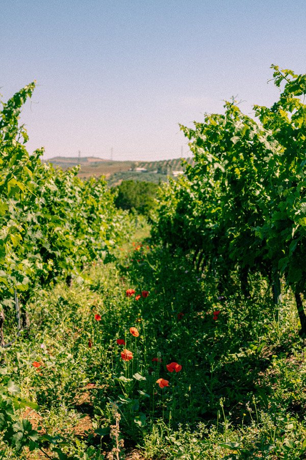 Malaga vineyard tour Álora