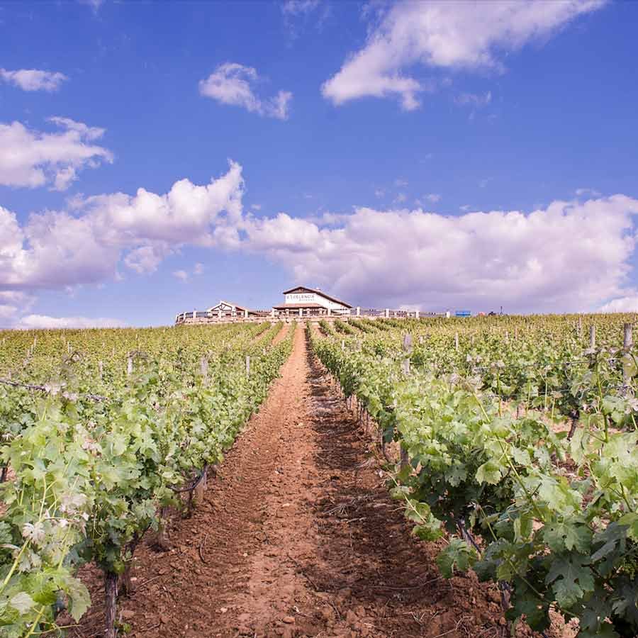 Amazing landscape from Ronda winery during ronda wine tasting