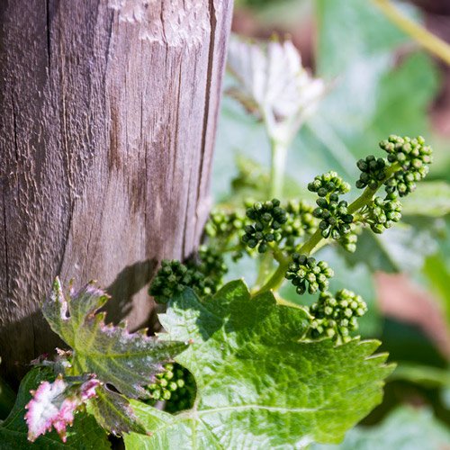 Scenic vineyard in Málaga