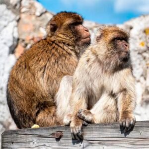Torremolinos to Gibraltar Day Trip